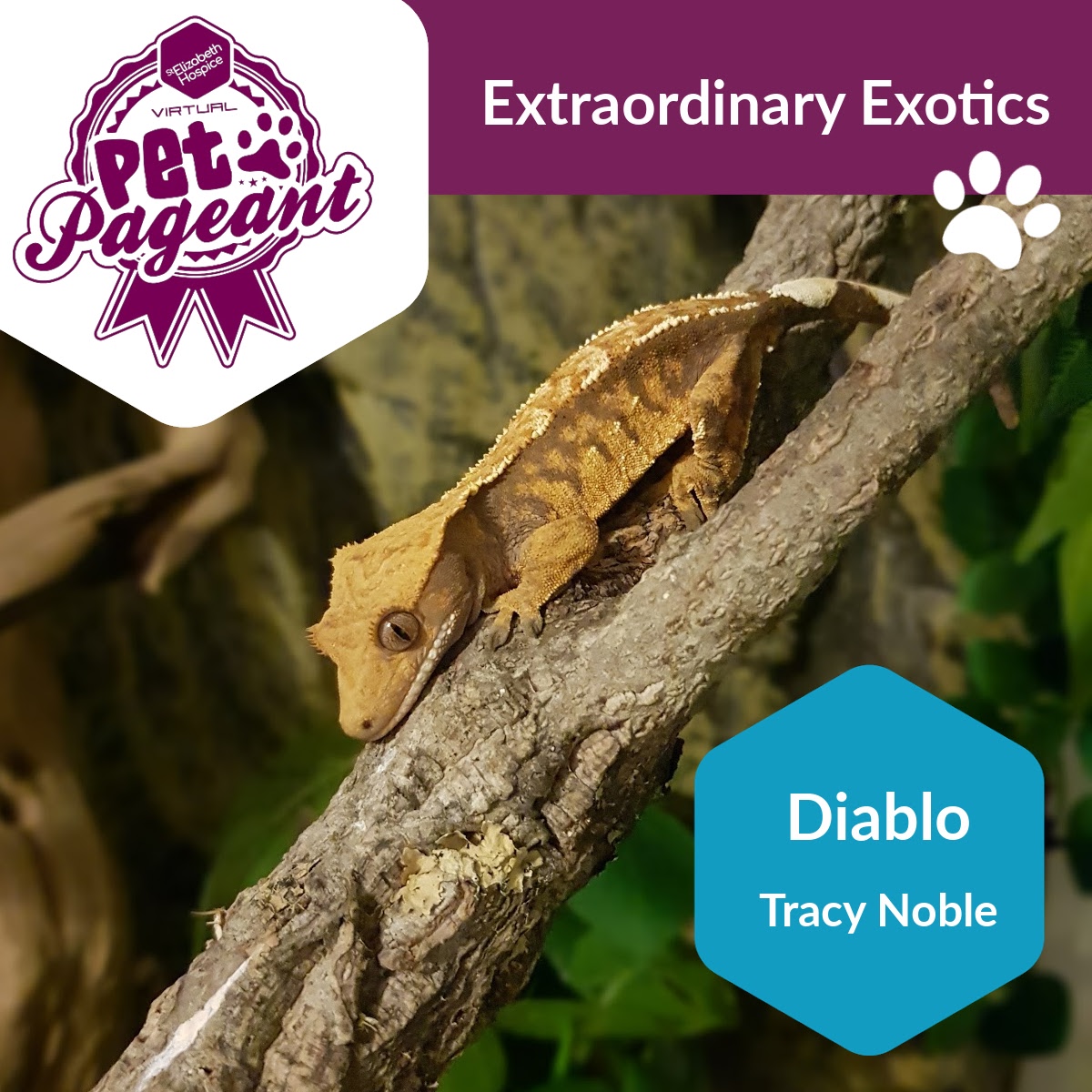 Not Normal Exotics Extraordinary Exotics - St Elizabeth Hospice