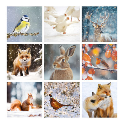 Winter Wildlife Christmas Cards